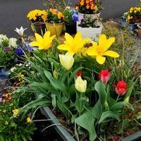 サルスベリ,チューリップ,原種系チューリップ ステラータ,チューリップ・ピューリシマ,チューリップ・ピューリシマの画像