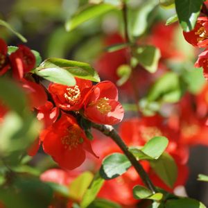 サクラ,ボケ,ボケ,ヤドリギ,何かの木の画像