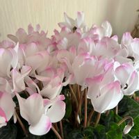 アマリリス,シクラメン,スイセン,ポピー,八重咲きアマリリスの画像