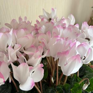 アマリリス,シクラメン,スイセン,ポピー,八重咲きアマリリスの画像