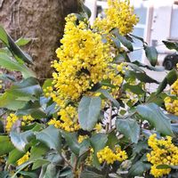 ヒイラギナンテン,Japanische Mahonieの画像