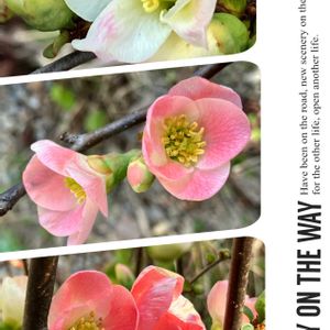 スミレ,ニオイスミレ,ボケ,ミニバラ,ヤブツバキの画像