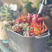 火祭り,火祭り,大和錦,大和錦, ブロンズ姫の画像