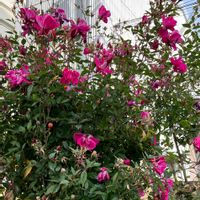 ブーゲンビリアの画像