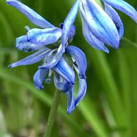 シラー,シラー,シラー,シラー,シラーの画像