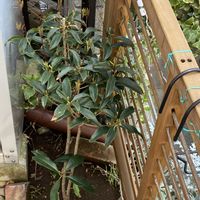 キンモクセイ,小さな庭の画像