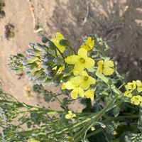 ブロッコリーの画像