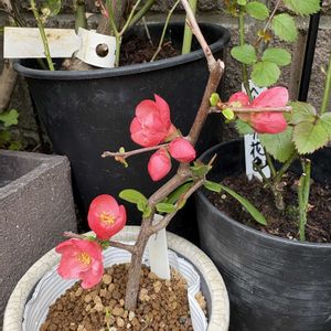 ボケ,ボケ,挿し木のボケ,花のある暮らし,お楽しみ❀.(*´▽`*)❀.の画像