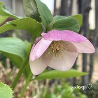 クリスマスローズ,ライスフラワー,フラワーアレンジメント,花のある暮らし,春の訪れの画像