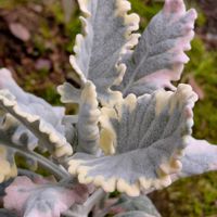 シロタエギク,ダスティーミラー,ダスティーミラー,斑入りダスティーミラー　バニラッテ,モフモフの画像