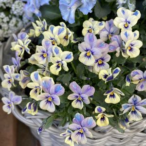 ディコンドラ,神戸べっぴんさんビオラ,寄せ植え,ガーデニング,青い花の画像