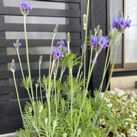 レースラベンダー,レースラベンダーの画像