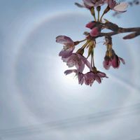 ハナニラ,ボケ,ボケ,ハロ,さくら 桜 サクラの画像