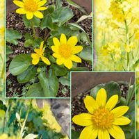 リュウキンカ,穏やかな日常,動物の遺棄をしないで。,いつもありがとうございます♡,外猫さん、春がきましたよ。の画像