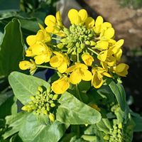 ハクサイの画像