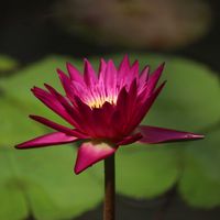 睡蓮,熱帯スイレン,温室,都立神代植物公園,熱帯スイレン品種の画像