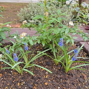 ムスカリ,ガーデニング,グランドカバー,庭の画像