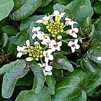 クレソンの画像