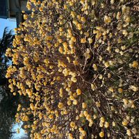 ロウバイの画像