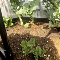 ジャガイモ,スナップエンドウ,スティックセニョールの画像