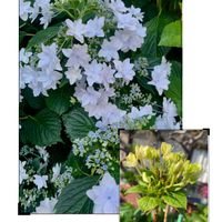 ガクアジサイ,アジサイ 隅田の花火,紫陽花 アジサイ あじさい,花のある暮らし,花が好きの画像