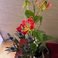 グロリオサ,グロリオサ,エリンジューム,エリンジューム,切り花の画像