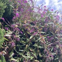 アンズ,ハーデンベルギア,小さい庭,ハーデンベルギア　紫　白　ピンクの画像