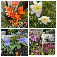 クンシラン,スミレ,水仙,ツルコザクラ,雲南サクラソウの画像