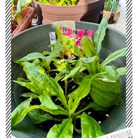 ルッコラ,カイザイク（貝細工）,赤丸はつか大根,ミニトマトの種から出た芽,我が家のペットの画像