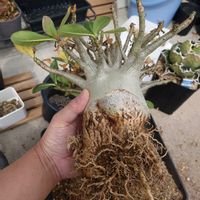 アデニウム,アデニウム アラビカム,アデニウム ファットボーイ,アデニウム ファットボーイの画像