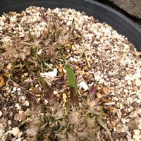 ギボウシ（ホスタ）,ホスタの画像