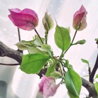 ブーゲンビリア,アセビ（馬酔木）,室内,花のある暮らし♡,おうち園芸の画像
