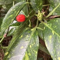 アオキ,小さな庭の画像