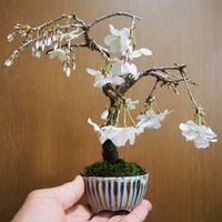 ブーゲンビリア,レンギョウ,長寿梅,ウグイスカグラ,しだれ桜の画像