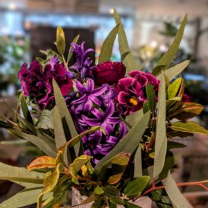 ヒヤシンス,ラナンキュラス,パンジー,こぐろちゃん,ネロちゃんの画像