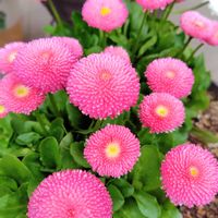 ナデシコ,ポンポンデージー,チロリアンデージー,人に優しく,いつも同じ花ですがの画像