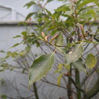 シマトネリコの画像