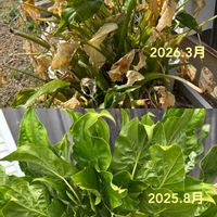 クワズイモ,チーム愛知,GSアダルトチーム,2018年同期集まれ♪,2018年同期集まれ♪No.3の画像