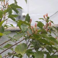 クスノキの画像