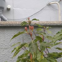 クスノキの画像