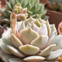 ローラ,野ばらの精,リラシナ,カルメナエ,多肉中毒の画像