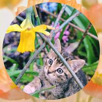 アジュガ,シラー,スイセン,ヒヤシンス,ミニスイセン テータテートの画像