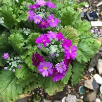 オーニソガラム,オレガノ,サクラソウ,葉牡丹,フキの画像