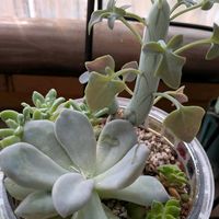 七宝樹,多肉植物,観葉植物,エケベリア属,セネシオ属の画像