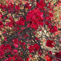 キク,ボケ,ボケ,モクレン,シモクレン(紫木蓮)の画像