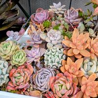 だるま秀麗,多肉色々,キュービック フロストの画像