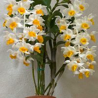 デンドロビウム,デンドロビウム アフィラム,デンドロビウム アフィラム,デンドロビウム シルシフローラム,デンドロビウム シルシフローラムの画像