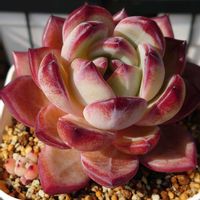 アメリカンブルー,ブルーサプライズ,エケベリア レッドシャンペーン,多肉植物,多肉初心者の画像