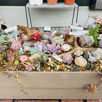 ヒューケラ,ベロニカ・オックスフォードブルー,多肉植物,ガーデニング,お気に入り♡の画像