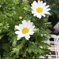 オーニソガラム,オレガノ,サクラソウ,葉牡丹,フキの画像